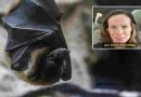 Estados Unidos: una doctora se despertó con un murciélago que intentaba meterse en su boca