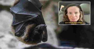 Estados Unidos: una doctora se despertó con un murciélago que intentaba meterse en su boca