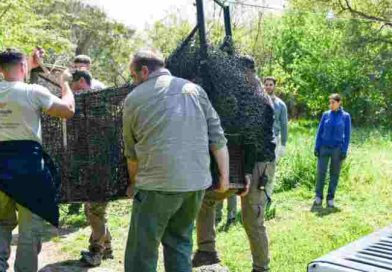 Rescatan a un aguará guazú en Rosario y activan el protocolo de protección de especies amenazadas