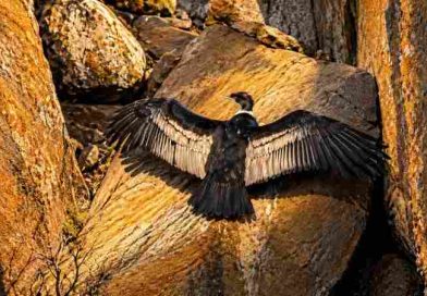De la esperanza de volar a la urgencia de proteger: “Lo que el nido nos enseñó”, la historia que interpela a las sierras y al mundo