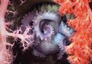 Tras la expedición en los cañones submarinos de Argentina revelan 57 nuevas especies marinas