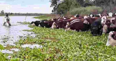 Fenómeno de El Niño: con la asistencia de la provincia, ya se evacuó más del 70 % de la hacienda en isla
