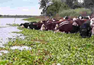 Fenómeno de El Niño: con la asistencia de la provincia, ya se evacuó más del 70 % de la hacienda en isla