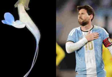 Científicos bautizan una nueva flor celeste y blanca como “Salvia Messii”