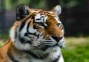 Inglaterra: un hombre resultó gravemente herido tras el ataque de un tigre en un parque de vida silvestre
